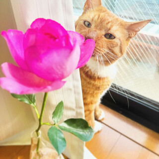 仲間想いで、構ってちゃんの心優しいチャイロ