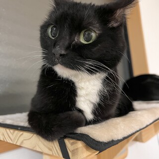 抱っこ大好き甘えん坊「ウニちゃん」