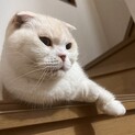 愛嬌たっぷりお調子者「あんちゃん」