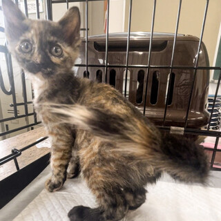 募集停止おとなしめサビ柄女子❤️かいゆ