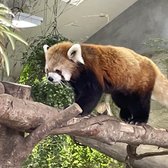動物園夢のカバー写真