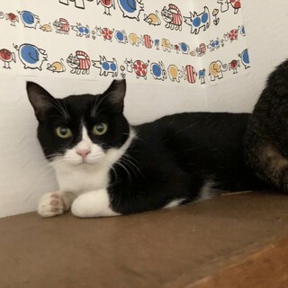 はちわれ　ももちゃん