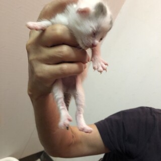 仮死状態から生き返った乳飲み子