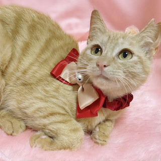 あざと可愛い！クリーム茶トラの子猫『ひなちゃん』