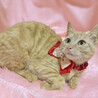 あざと可愛い！クリーム茶トラの子猫『ひなちゃん』 サムネイル2