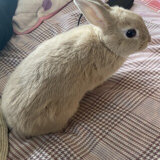 うさぎの里親募集中！興味がある方は是非お声かけを！