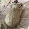 うさぎの里親募集中！興味がある方は是非お声かけを！ サムネイル2
