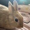 うさぎの里親募集中！興味がある方は是非お声かけを！ サムネイル3
