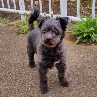 沢山散歩したい方向けテリアMIX