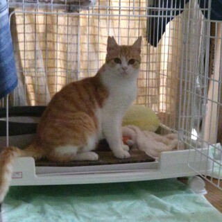 なでなで大好き！茶白半長毛の男のコ