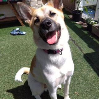 お散歩好きな凪くん