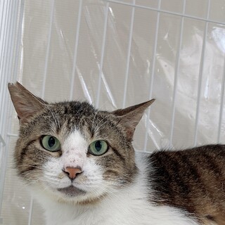 優しいキジシロの男の子