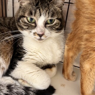 丸顔の可愛らしいキジシロの男の子