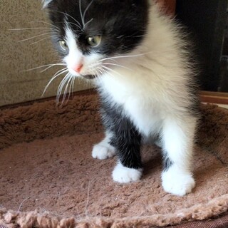 5兄妹で１番の甘えん坊、アゴヒゲのジュンくんです