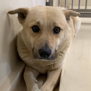 猪の罠で左前肢先欠損♂緊張で動きません