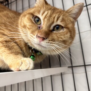 丸顔の可愛らしい茶トラの男の子