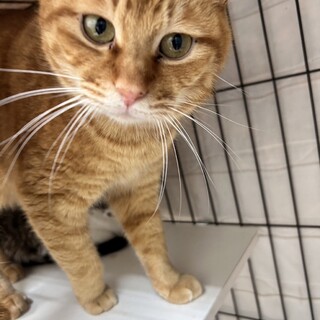 丸顔の可愛らしい茶トラの男の子