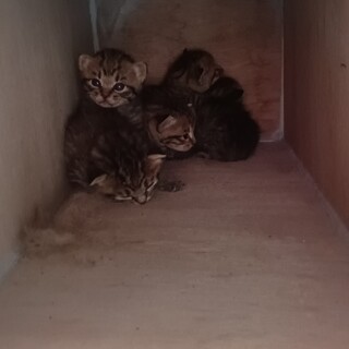 子猫の里親募集