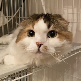 長毛スコの里ちゃん♡優しい家族を探してます♡