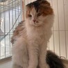 長毛スコの里ちゃん♡優しい家族を探してます♡ サムネイル3