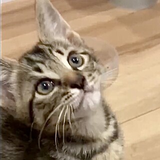 授乳期から育てた人懐こくて甘えん坊タイ君