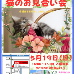 ゆったりほっこりする猫のお見合い会