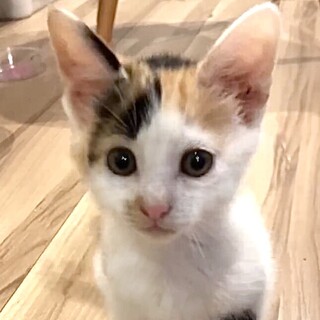 授乳期から育てた人馴れ抜群で甘え子トワ姫