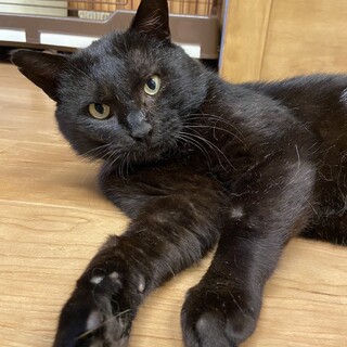 能登半島からきたひょうきんな黒猫　うるし君