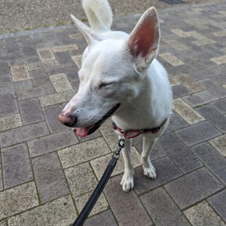 人、犬大好き★真っ白ミックス犬