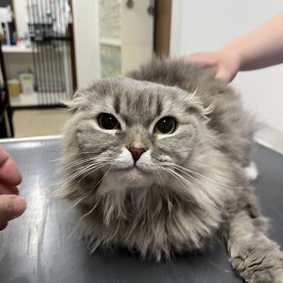 スコティッシュフォールド　人馴れ抜群まりちゃん