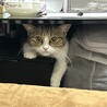 かっつん。