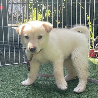 【里親様決定】アレン♂の幸せが見つかりました♡