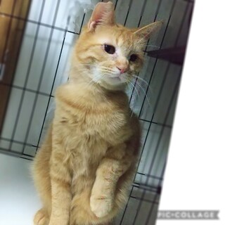 大きい穏やかムクムク茶トラズ①あまね君4歳