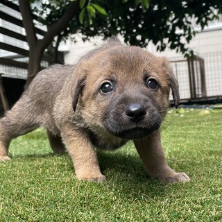 【里親様決定】ボブ♂の幸せが見つかりました♡