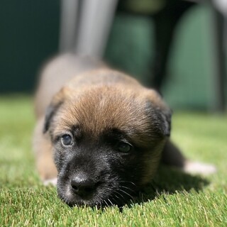 【里親様決定】セレナ♀の幸せが見つかりました♡