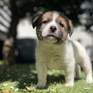 【里親様決定】ダイス♂の幸せが見つかりました♡