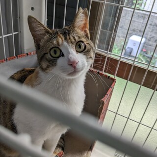 びびりの　みわ