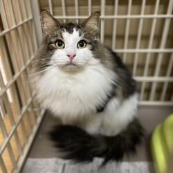 三重県桑名市5月12日(日)リトルパウエイド譲渡会 サムネイル2