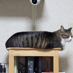 三重県桑名市5月12日(日)リトルパウエイド譲渡会 サムネイル3