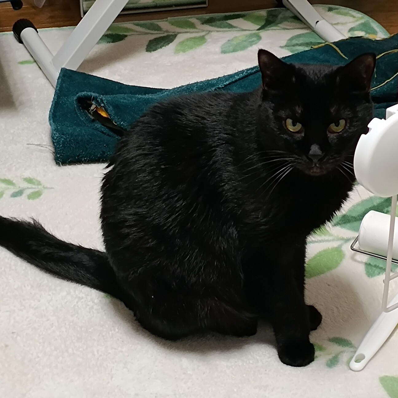 しっぽ長い美人黒猫♪抱っ」東京都 - 猫の里親募集(487897) 2枚目の