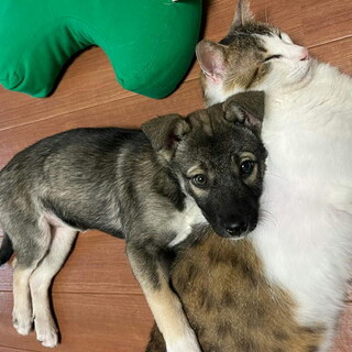 人なつこく可愛い甘えん坊めす子犬