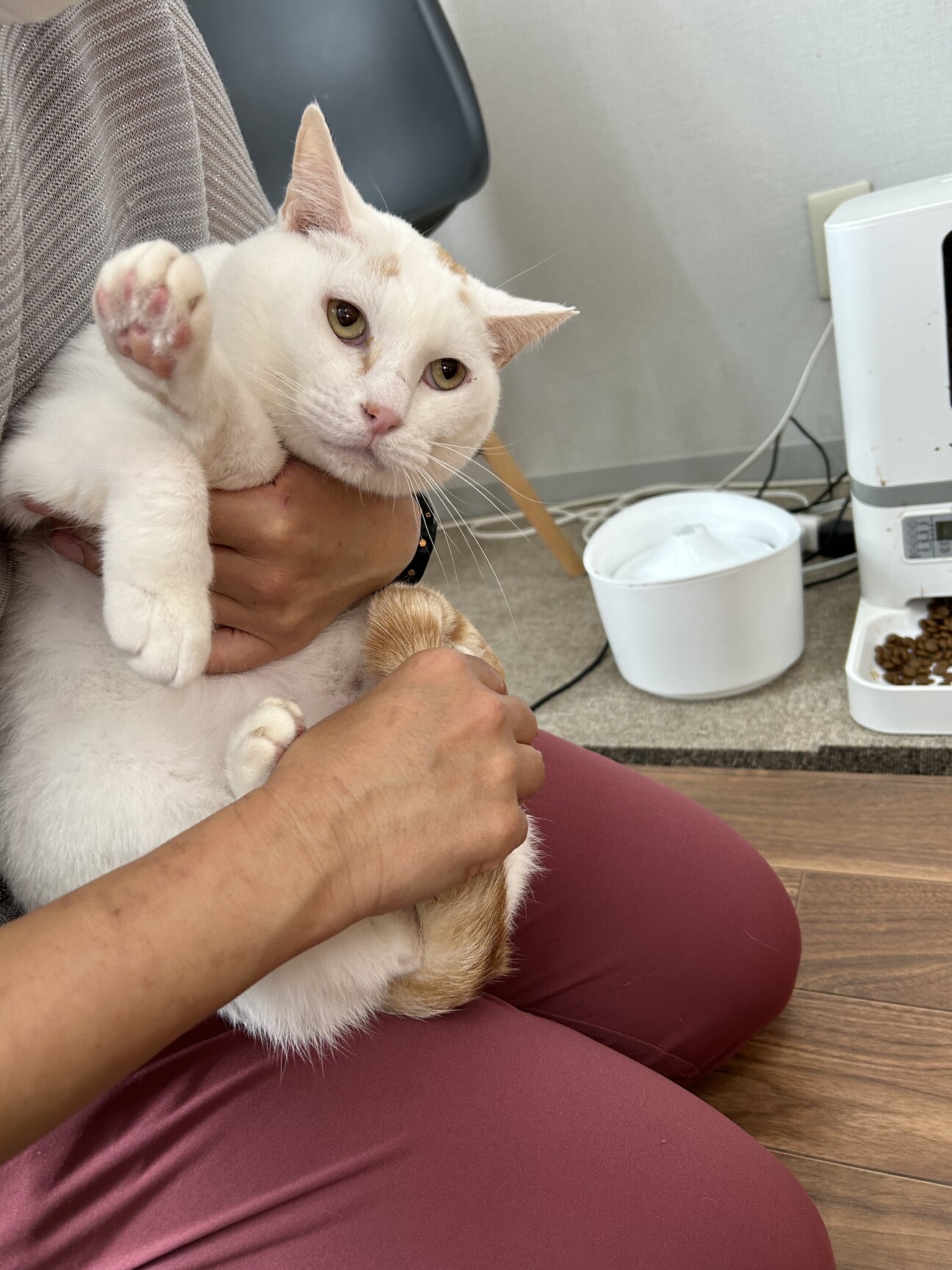6歳7ヶ月 白猫ベージュ」大阪府 - 猫の里親募集(326214) 1枚目の