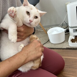 6歳7ヶ月　白猫ベージュ縞あり　ばにら君