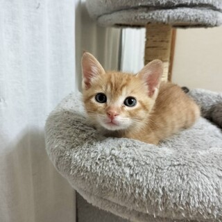 ゴミ箱遺棄べびず大きく育ちました。ちゃとら♂