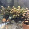 さらむぎ