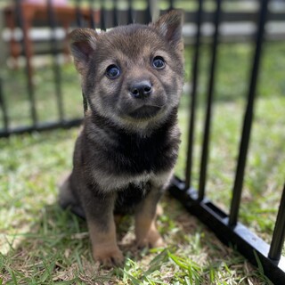 1ヶ月半のよく慣れたかわいい「ロンくん」