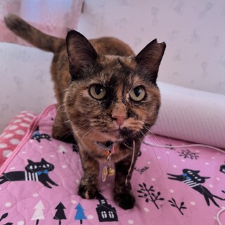 ゴロスリの甘え女子です