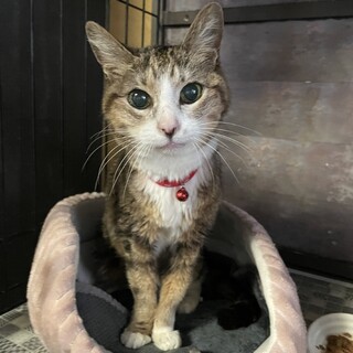 温厚な性格のかほちゃん