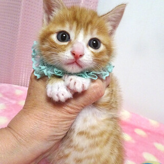 なれなれ♪白ソックス茶トラ★ビスコくん 1ヵ月半