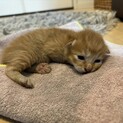 生後1週間ぐらいの子猫3匹の里親様募集です